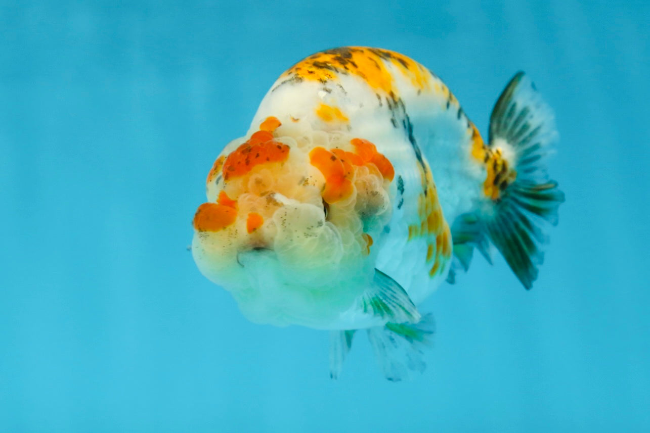 AAA Grade Tricolor LionQueen 4.5 inches #062025LC_10