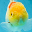 Red White Oranda Female 5.5-6 inches #052325OR_05