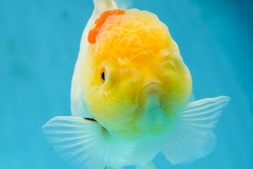 Red White Oranda Female 5.5-6 inches #052325OR_05