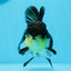 AAA Grade Tricolor Oranda Female 4.5 inches #0920OR_28