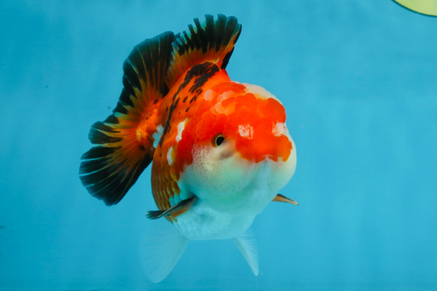 A Grade Tricolor Yuanbao Male 4.5 inches #103125YB_02