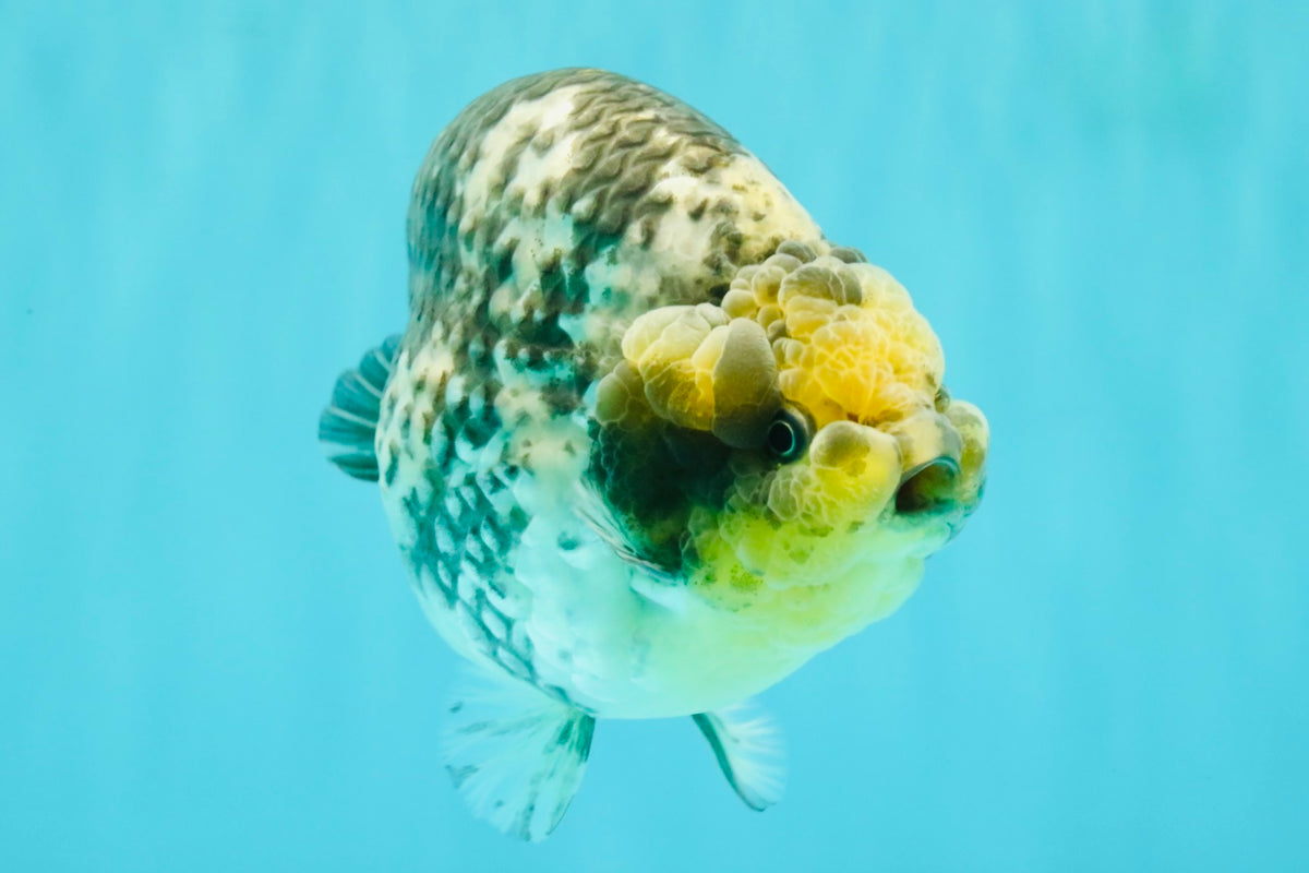 CHUBBY AAA Grade White Tiger Ranchu Male 5.5 inches #100226RC_29