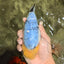 CHUBBY AAA Grade White Marble Blue Base Ranchu Male 5.5-6 inches #100226RC_28