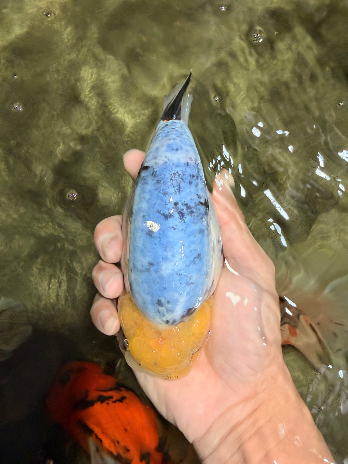 CHUBBY AAA Grade White Marble Blue Base Ranchu Male 5.5-6 inches #100226RC_28
