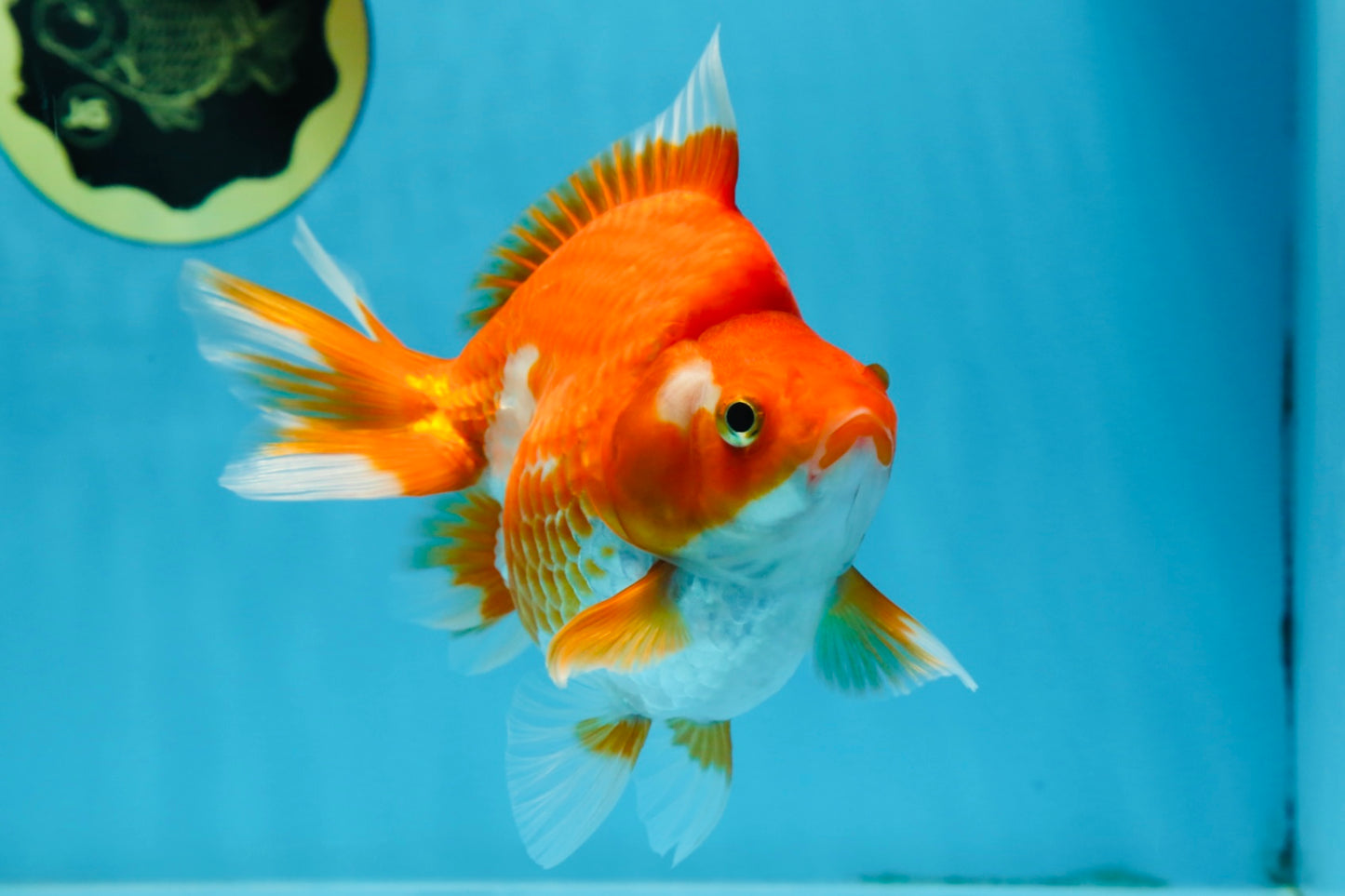 A Grade Ryukin Red White Female 5 inches #070425RK_04