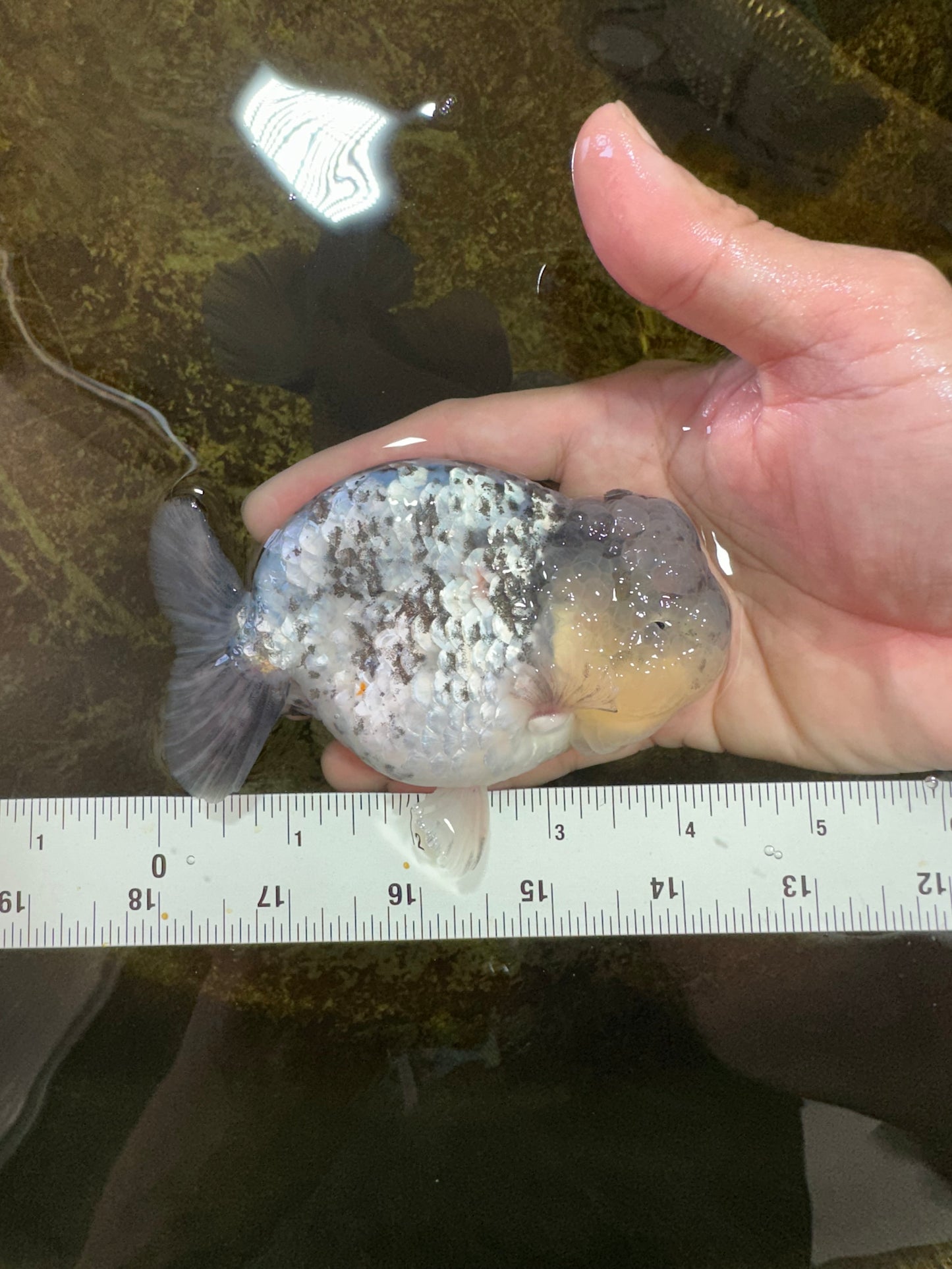 A Grade SUPER CUTE White Tiger LionKing 4.5 inches #100325LC_09