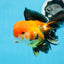 A Grade Tricolor Oranda Male 5 inches #0830OR_19