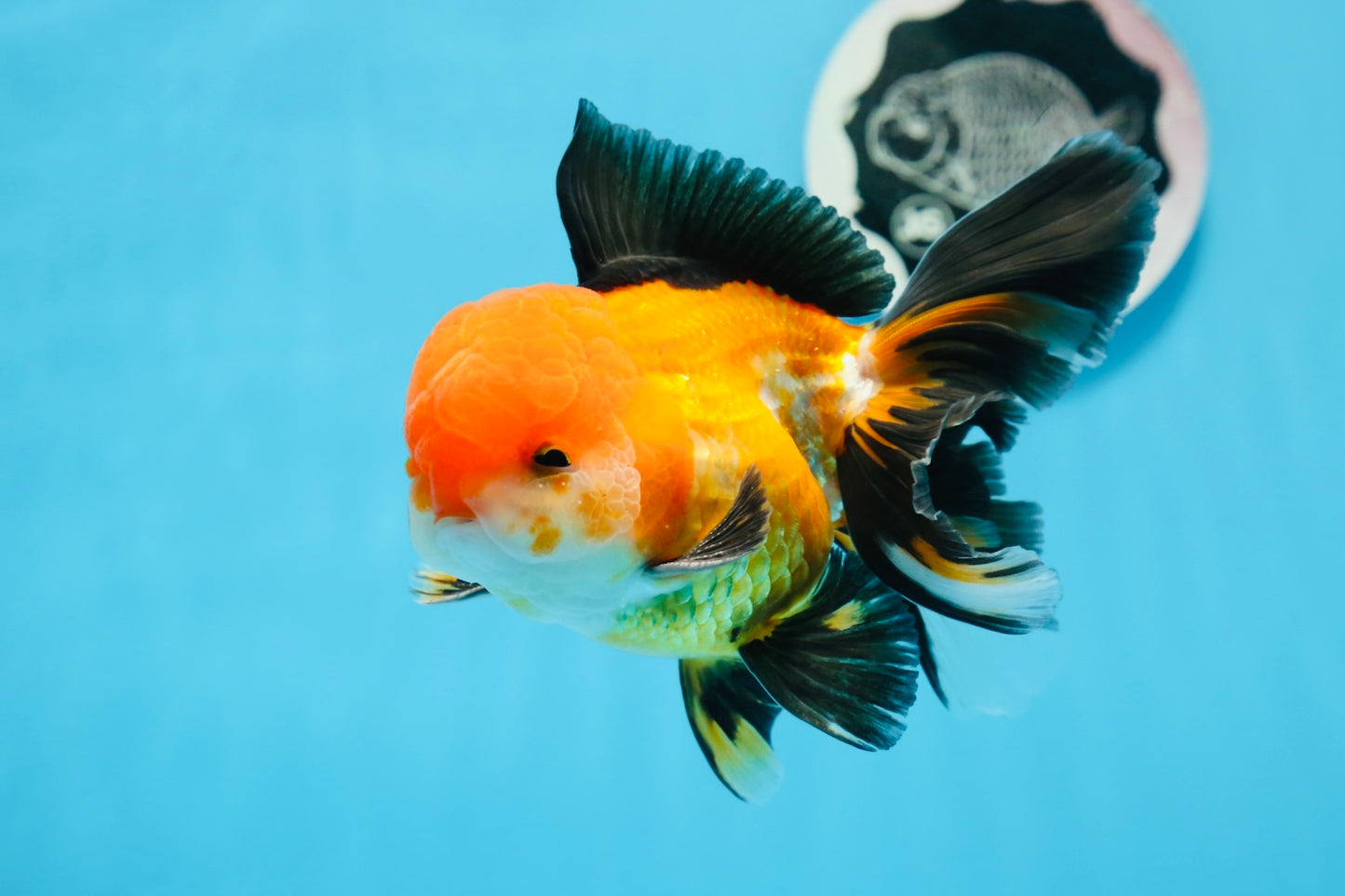 A Grade Tricolor Oranda Male 5 inches #0830OR_19