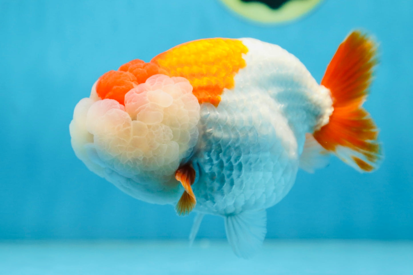 A Grade Red White LionKing 5.5 inches #091225LC_06