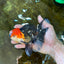 A Grade Tricolor Oranda Male 5.5 inches #081525OR_26