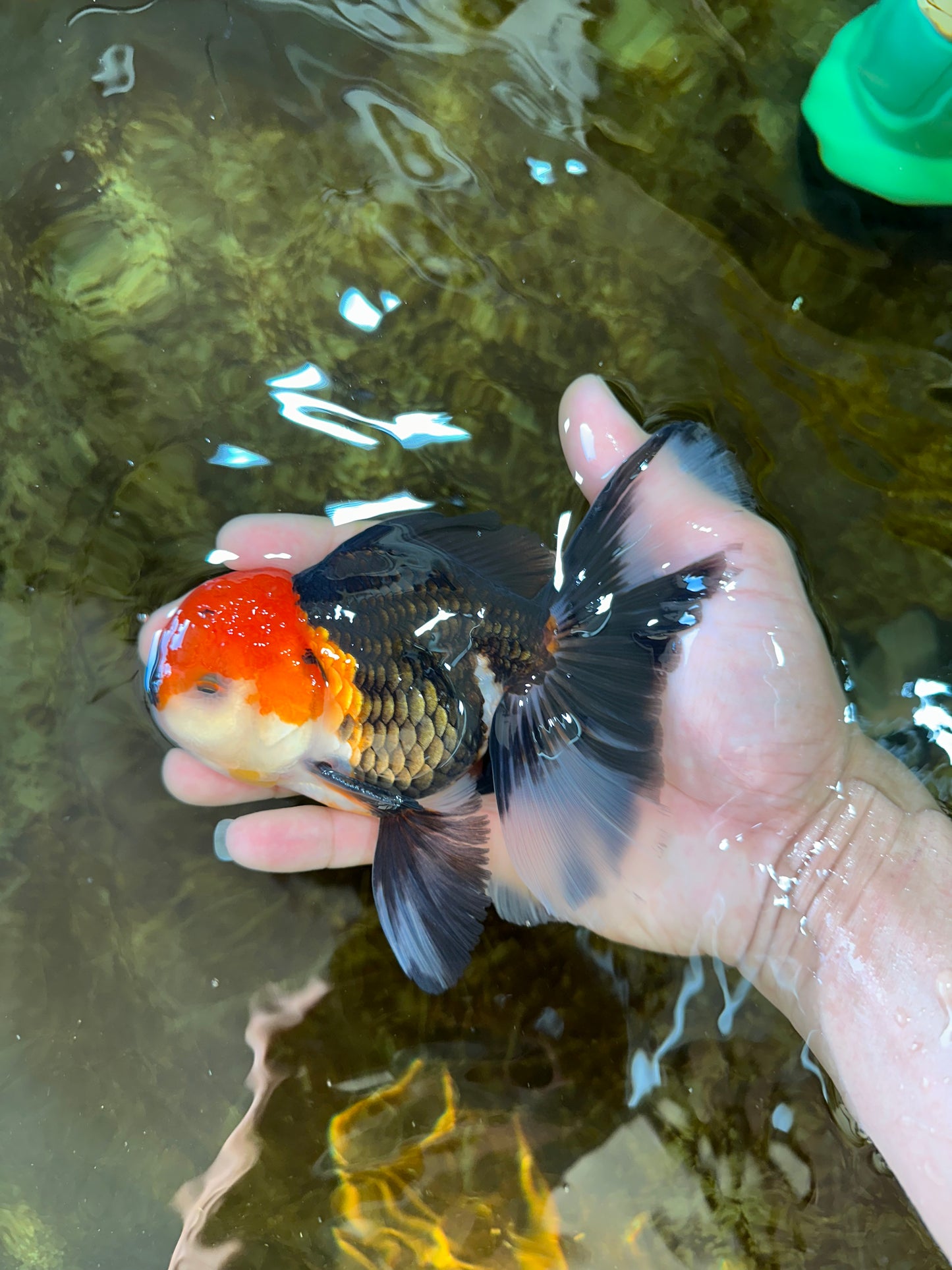 A Grade Tricolor Oranda Male 5.5 inches #081525OR_26