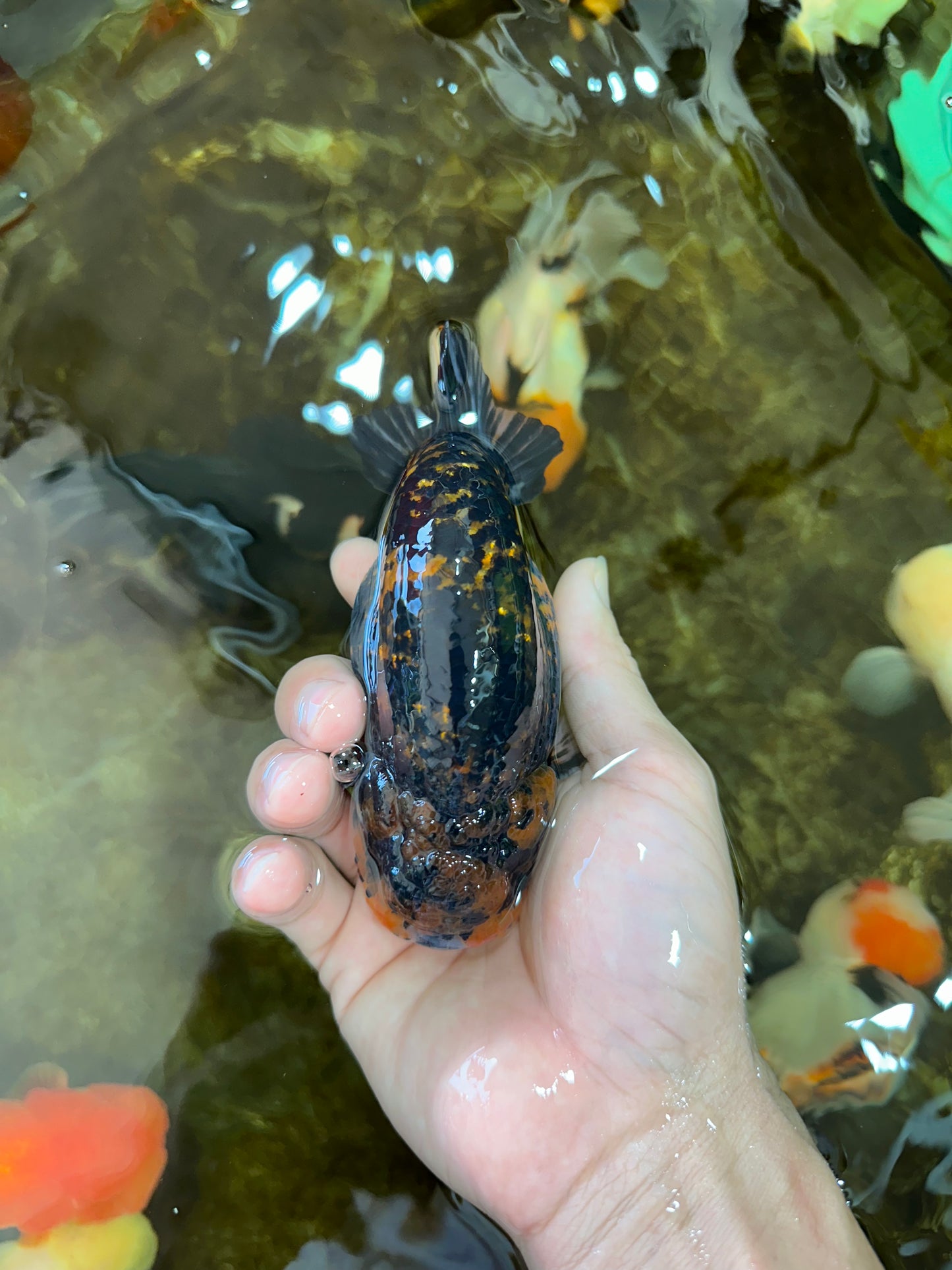 AAA Grade Tiger LionKing 5 inches #070425LC_09