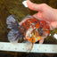 AAA Grade Calico Oranda Male 6 inches #101725OR_23
