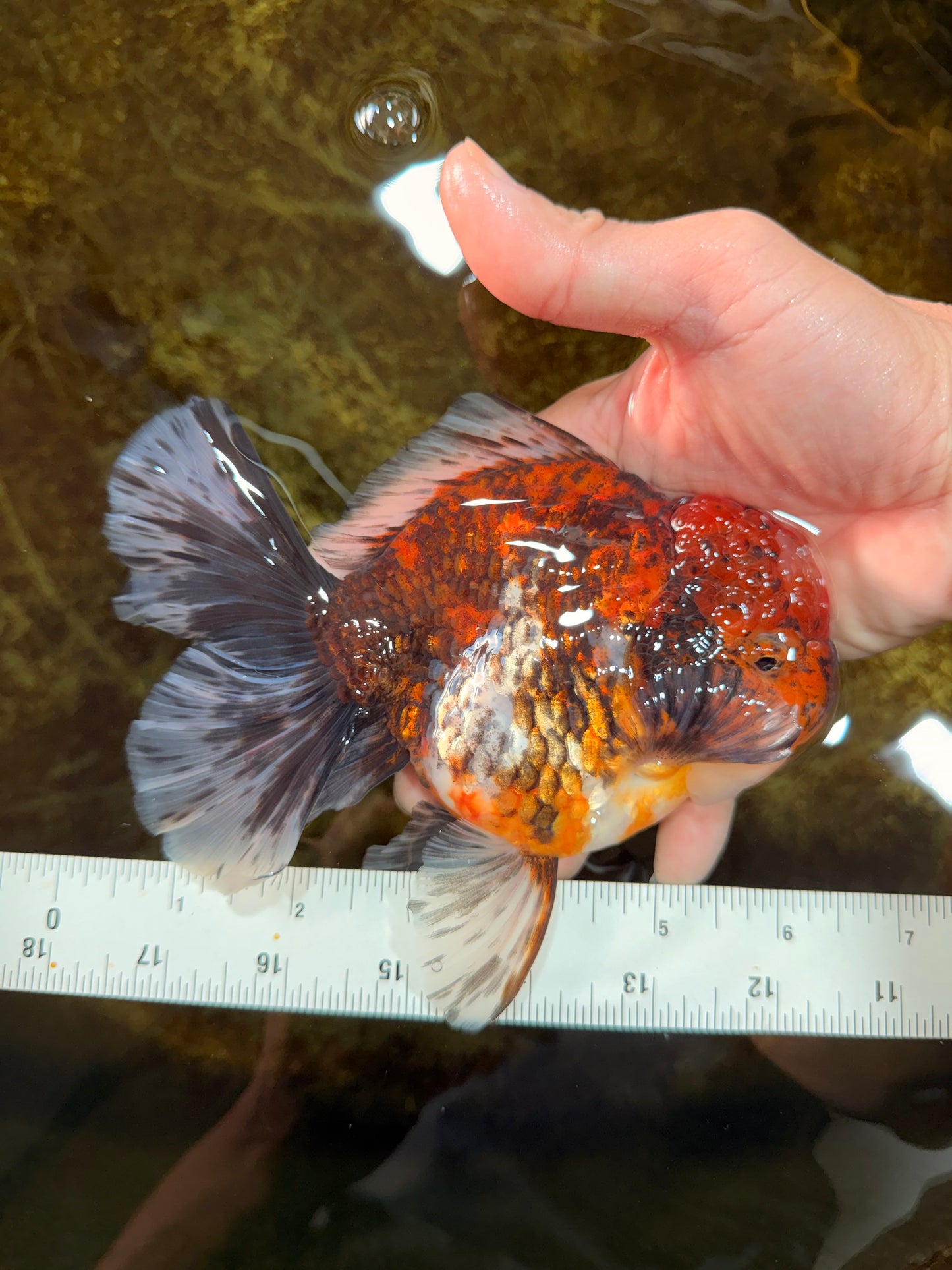 AAA Grade Calico Oranda Male 6 inches #101725OR_23