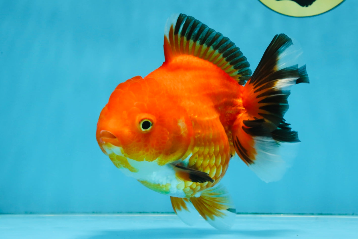 NEMO Apache Yuanbao Female 5-5.5 inches #091925YB_18