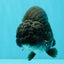A Grade Black Ranchu Male 5-5.5 inches #071726RC_07