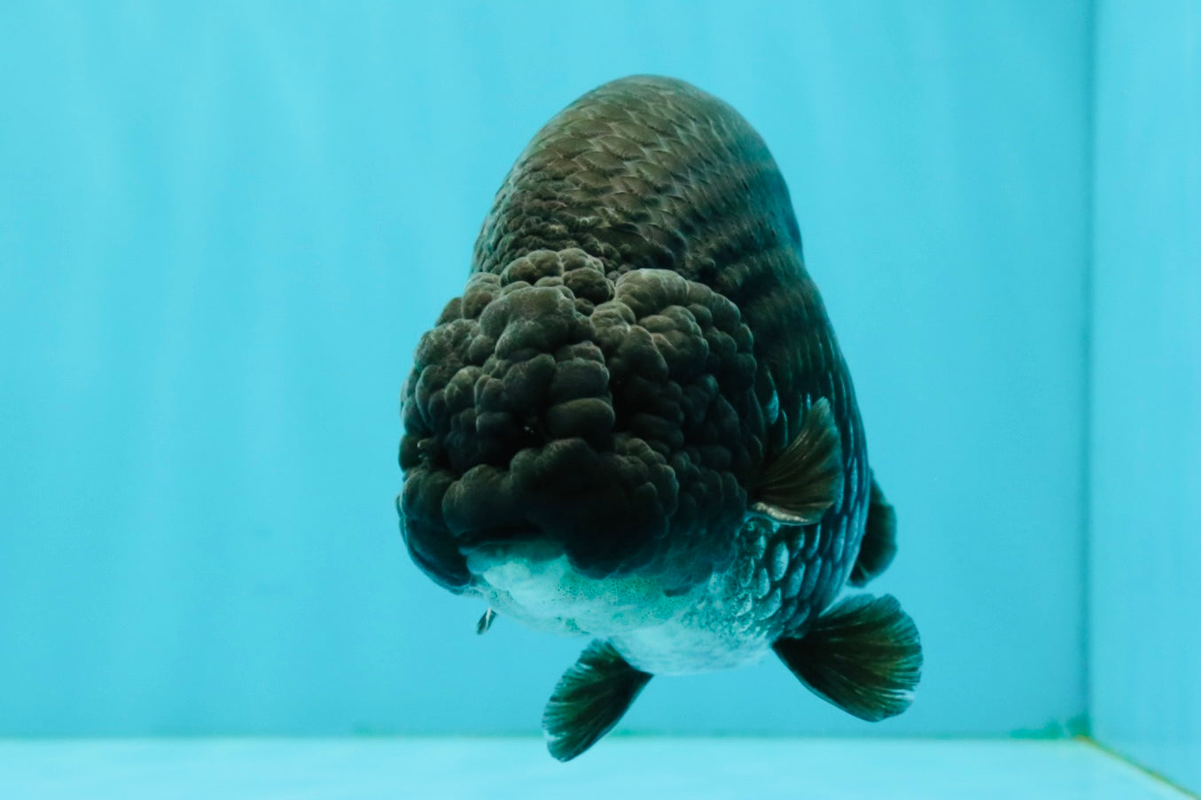 A Grade Black Ranchu Male 5-5.5 inches #071726RC_07