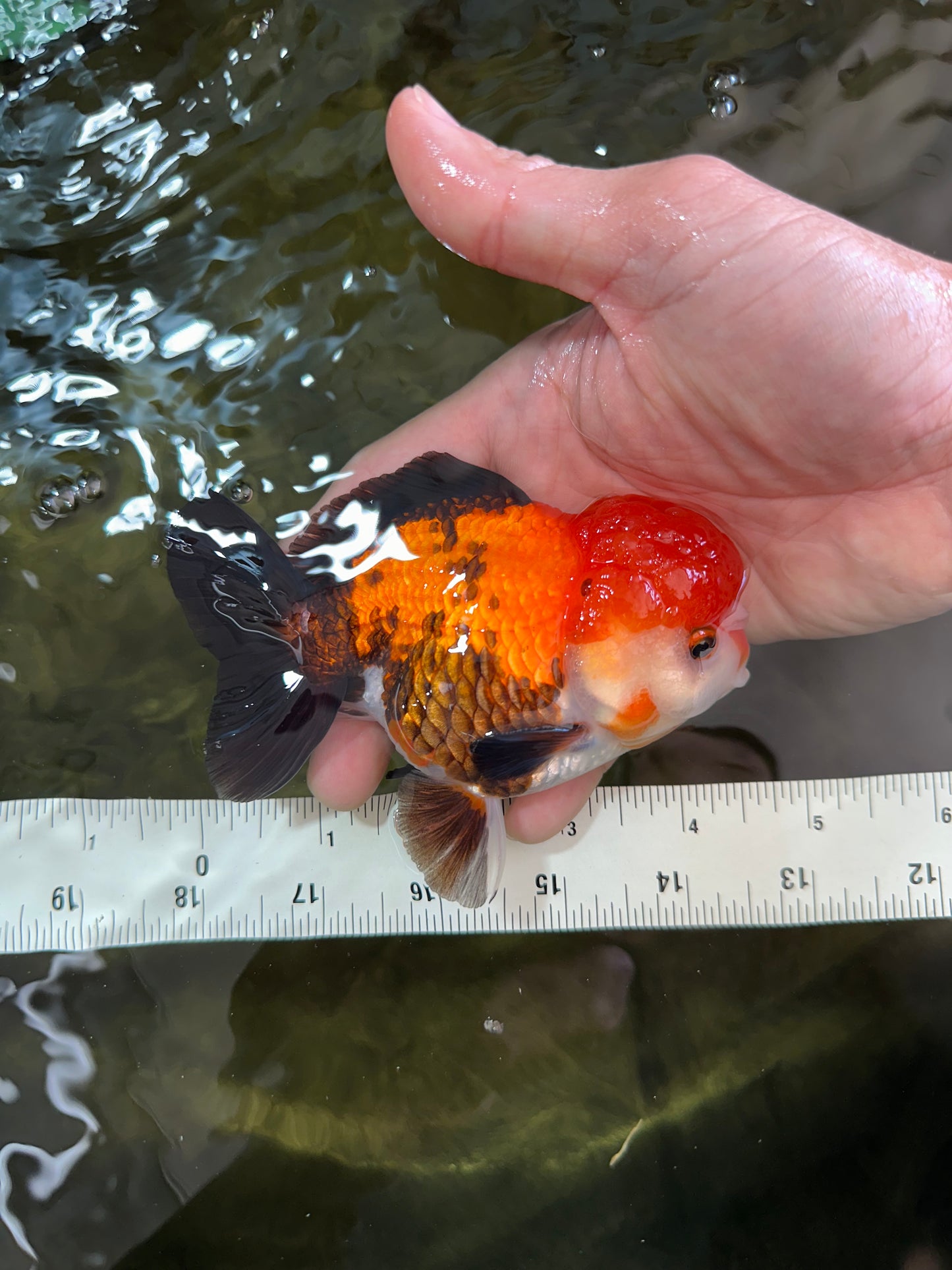 A Grade Pompom Tricolor Yuanbao Male 4.5 inches #052325YB_29