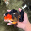 SUPER CUTE AAA Grade Tricolor Yuanbao Female 5 inches #062626YB_16