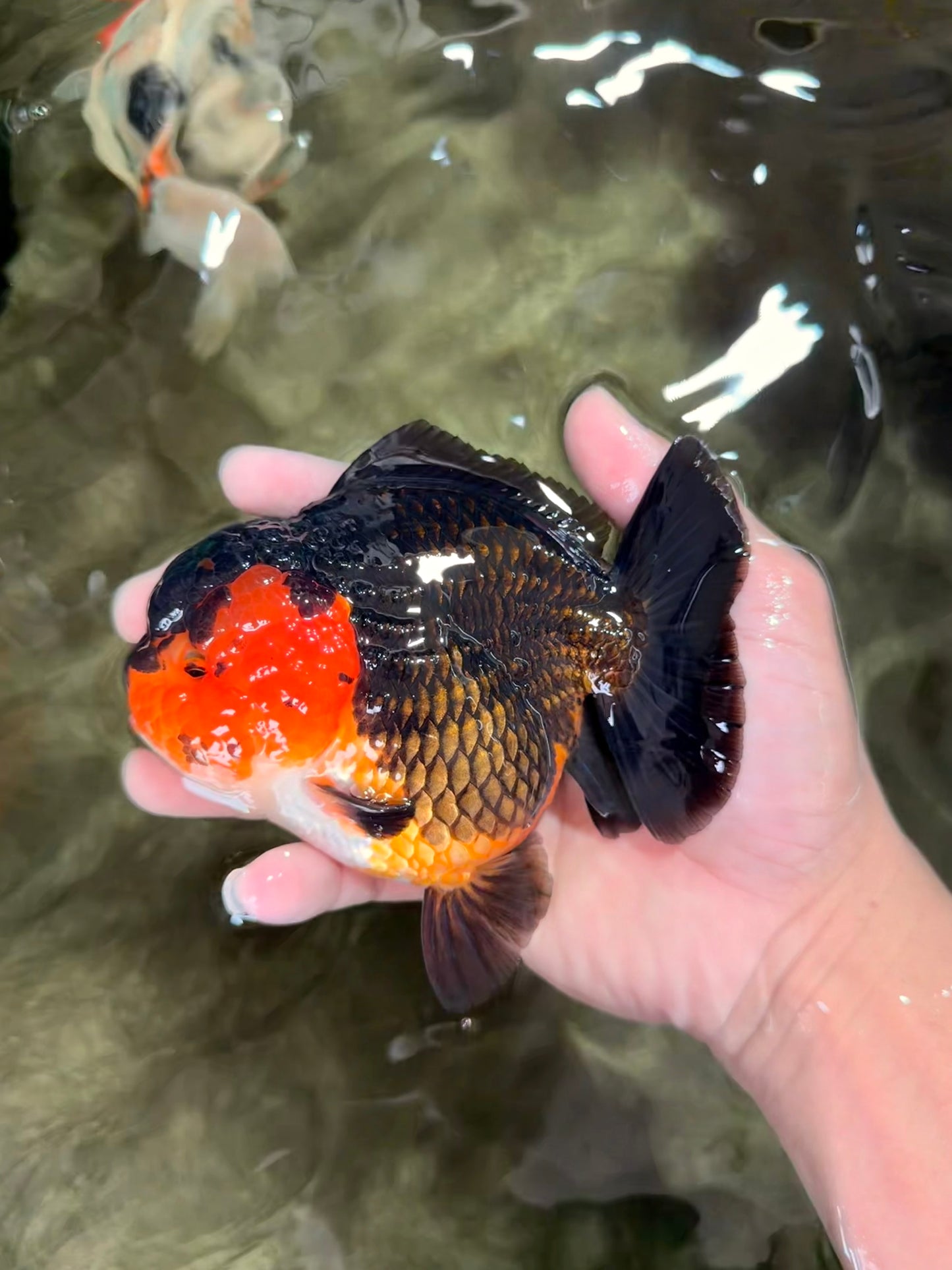 SUPER CUTE AAA Grade Tricolor Yuanbao Female 5 inches #062626YB_16