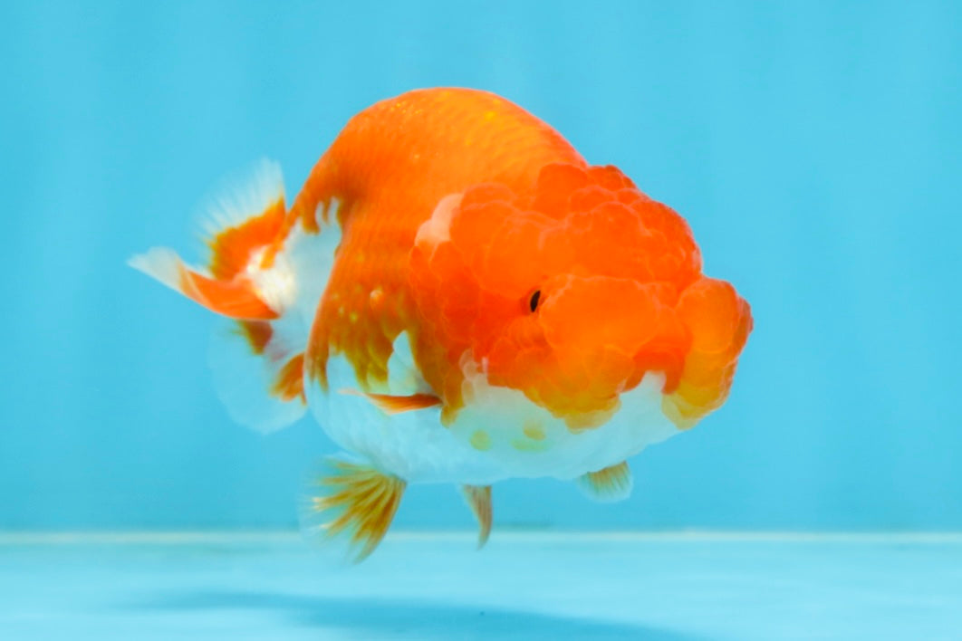 A Grade Red White LionQueen 4 inches #102425LC_09