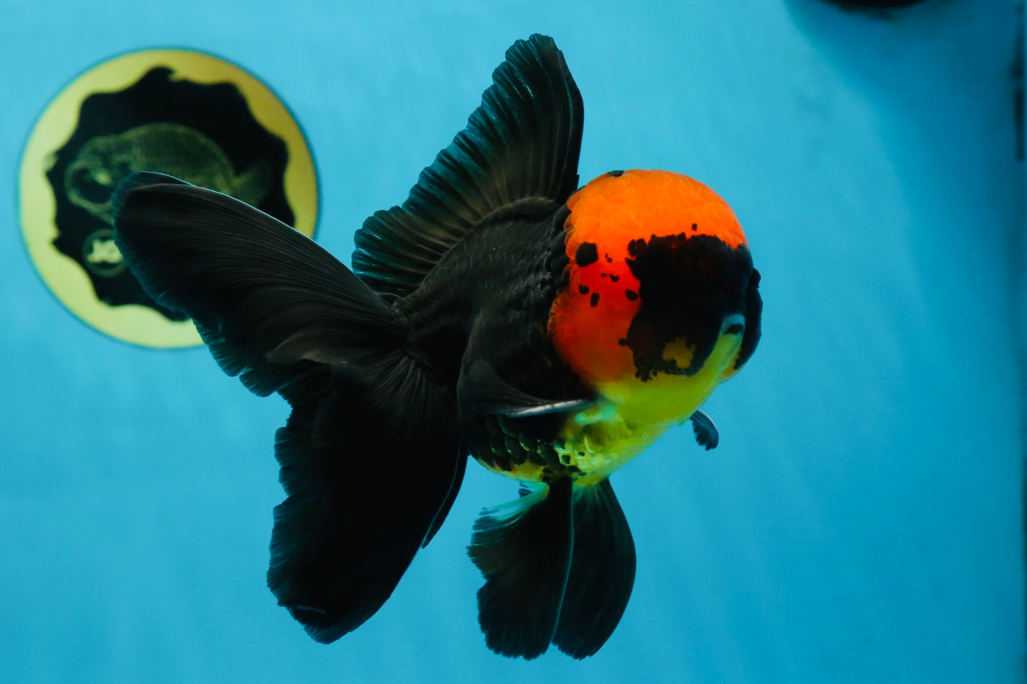 AAA Grade Batman Apache Oranda Male  5 inches #053025OR_16