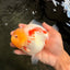 CHUBBY AAA Grade Red White Yuanbao Female 5-5.5 inches #061926YB_32
