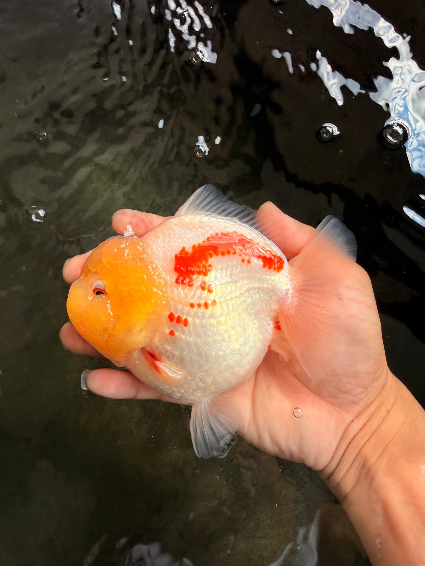 CHUBBY AAA Grade Red White Yuanbao Female 5-5.5 inches #061926YB_32