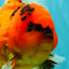 CHARLIE A Grade Tiger Oranda Male 7 inches #100926OR_10
