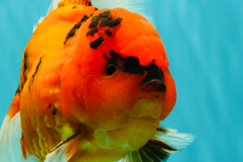CHARLIE A Grade Tiger Oranda Male 7 inches #100926OR_10