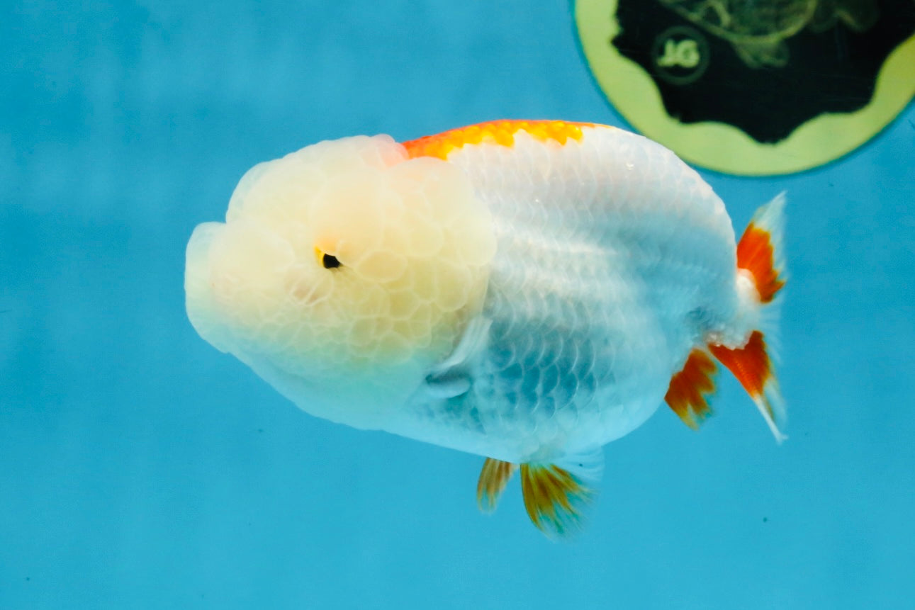 FLUFFY A Grade Red White LionQueen 4 inches #121225LC_07