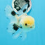 A Grade Panda Button Eyes Oranda Male 5 inches #0920OR_25