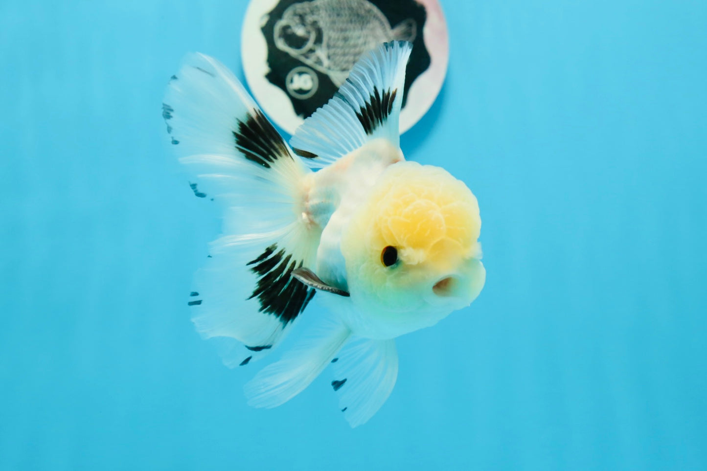 A Grade Panda Button Eyes Oranda Male 5 inches #0920OR_25