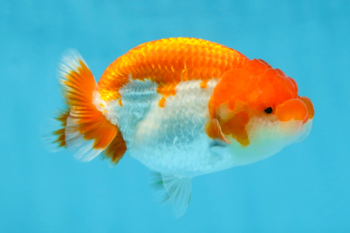 AAA Grade Red White LionQueen 4 inches #101725LC_10