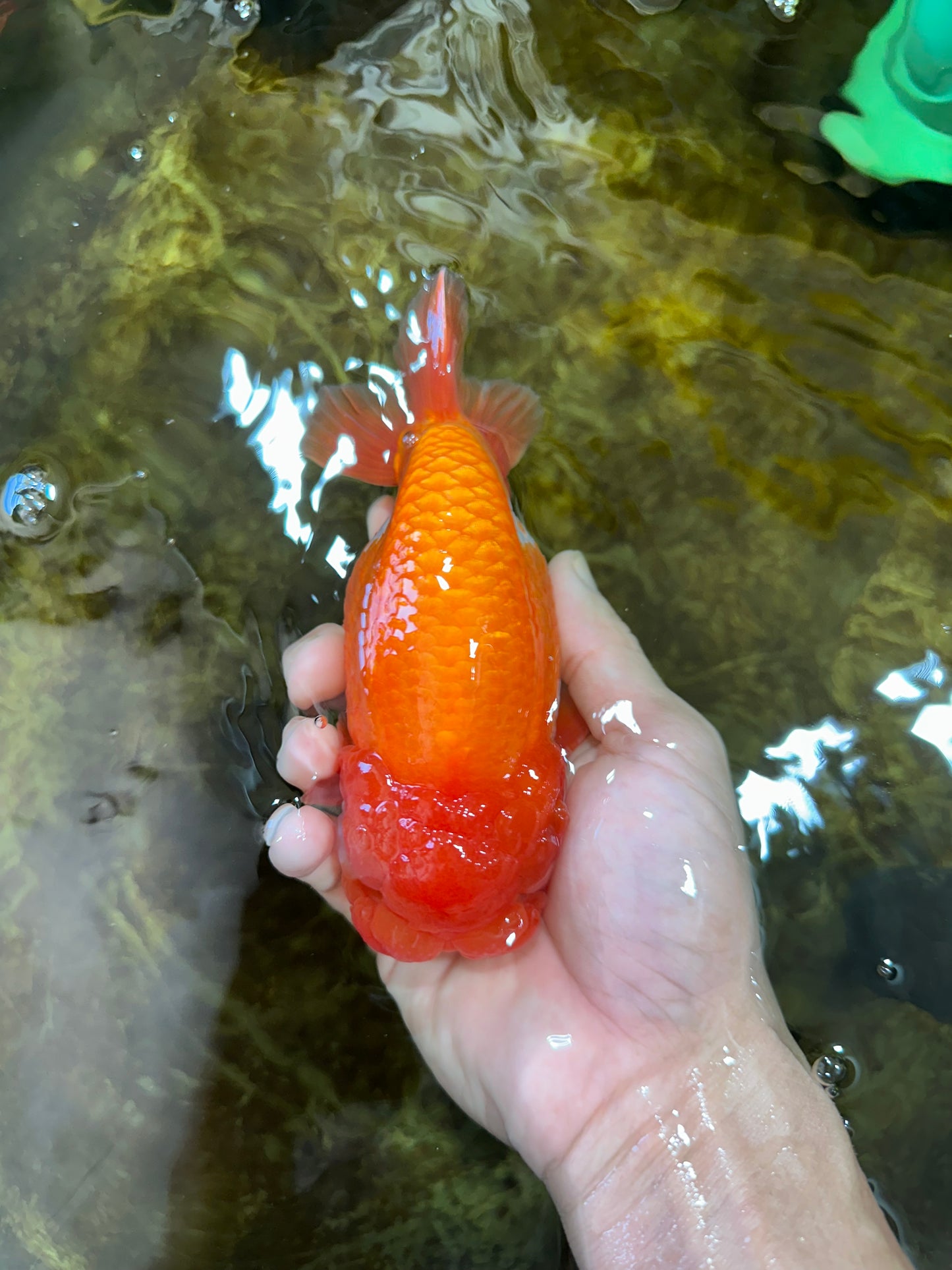 A Grade CHUBBY Red White LionKing 5.5 inches #100325LC_06