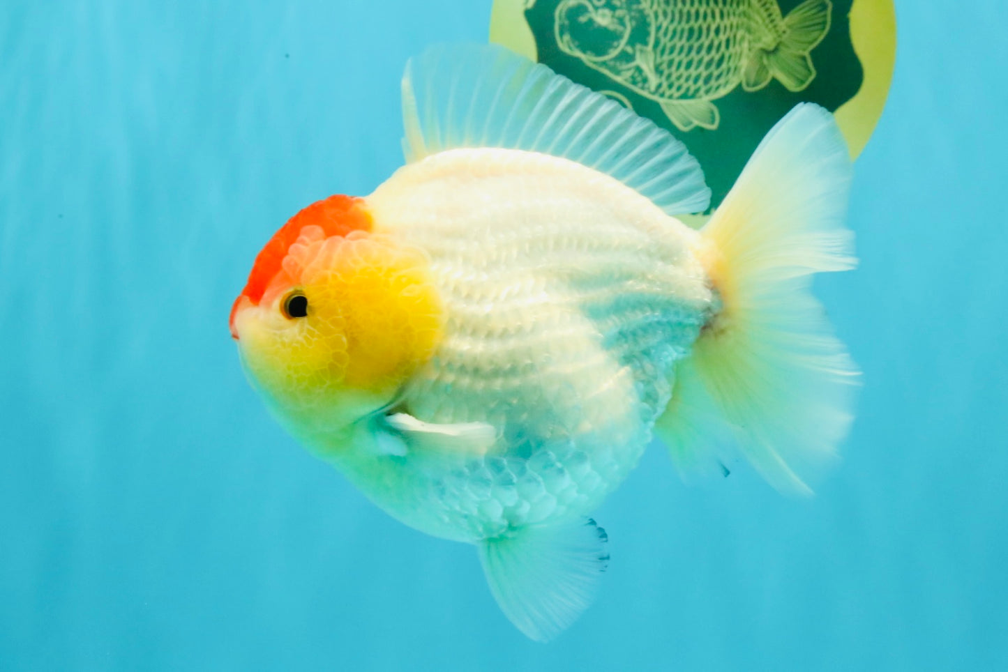 CHUBBY AAA Grade Tancho Red White Yuanbao Male 5-5.5 inches #031326YB_18