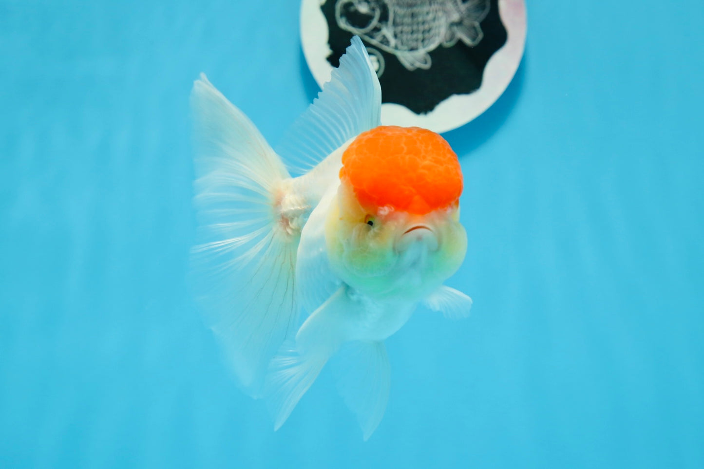 AAA Grade Red Cap Oranda Female 4.5-5 inches #0830OR_09