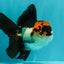 A Grade Red White Oranda Male 5-5.5 inches #051526OR_03