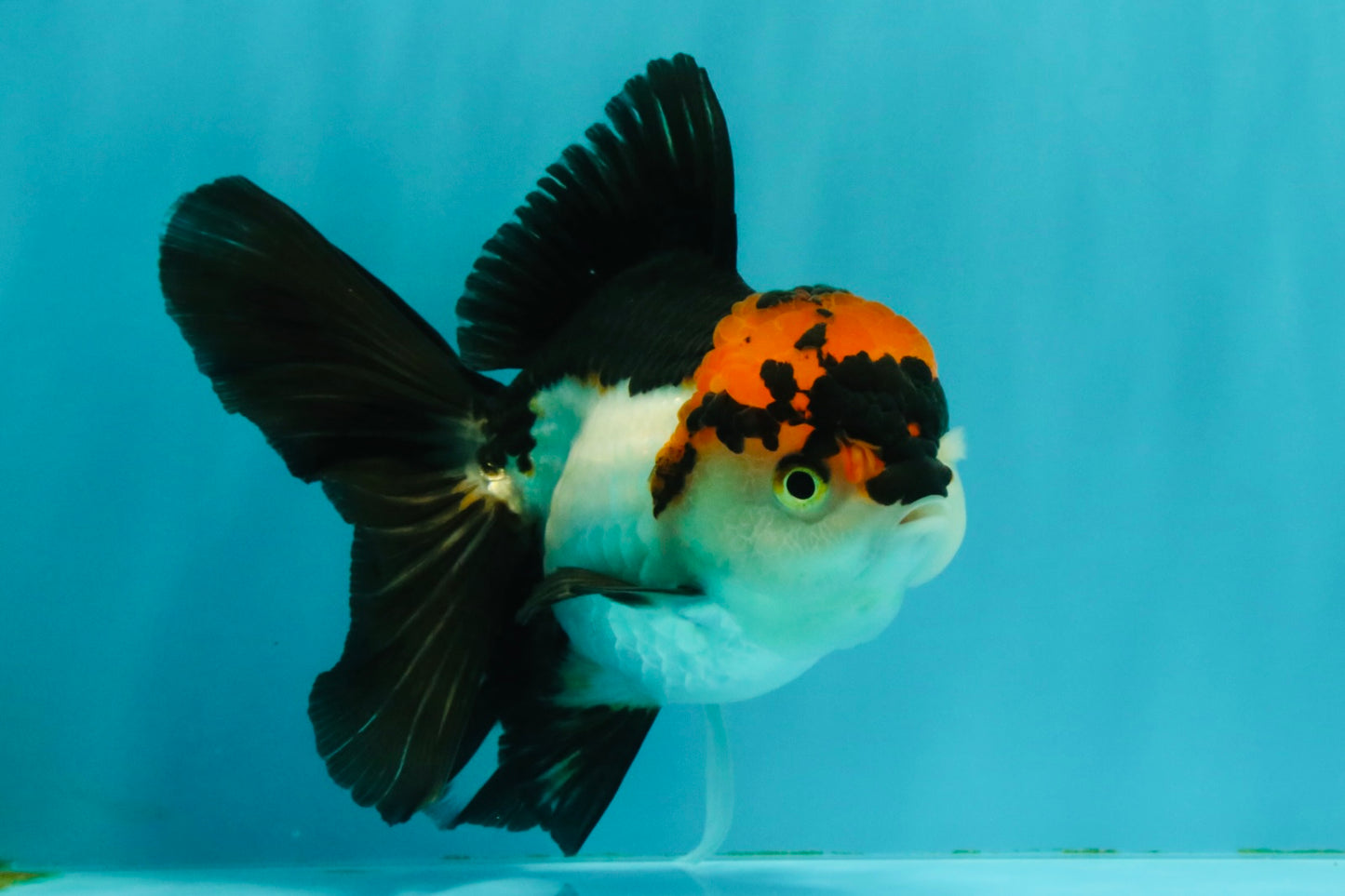 A Grade Red White Oranda Male 5-5.5 inches #051526OR_03