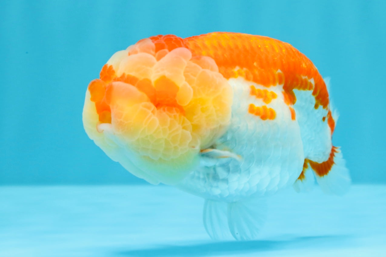 FLUFFY WEN AAA Grade Red White LionQueen 4-4.5 inches #022026LC_14