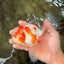 A  Grade Kohaku Red White Oranda Male 5.5-6 inches #082126OR_06