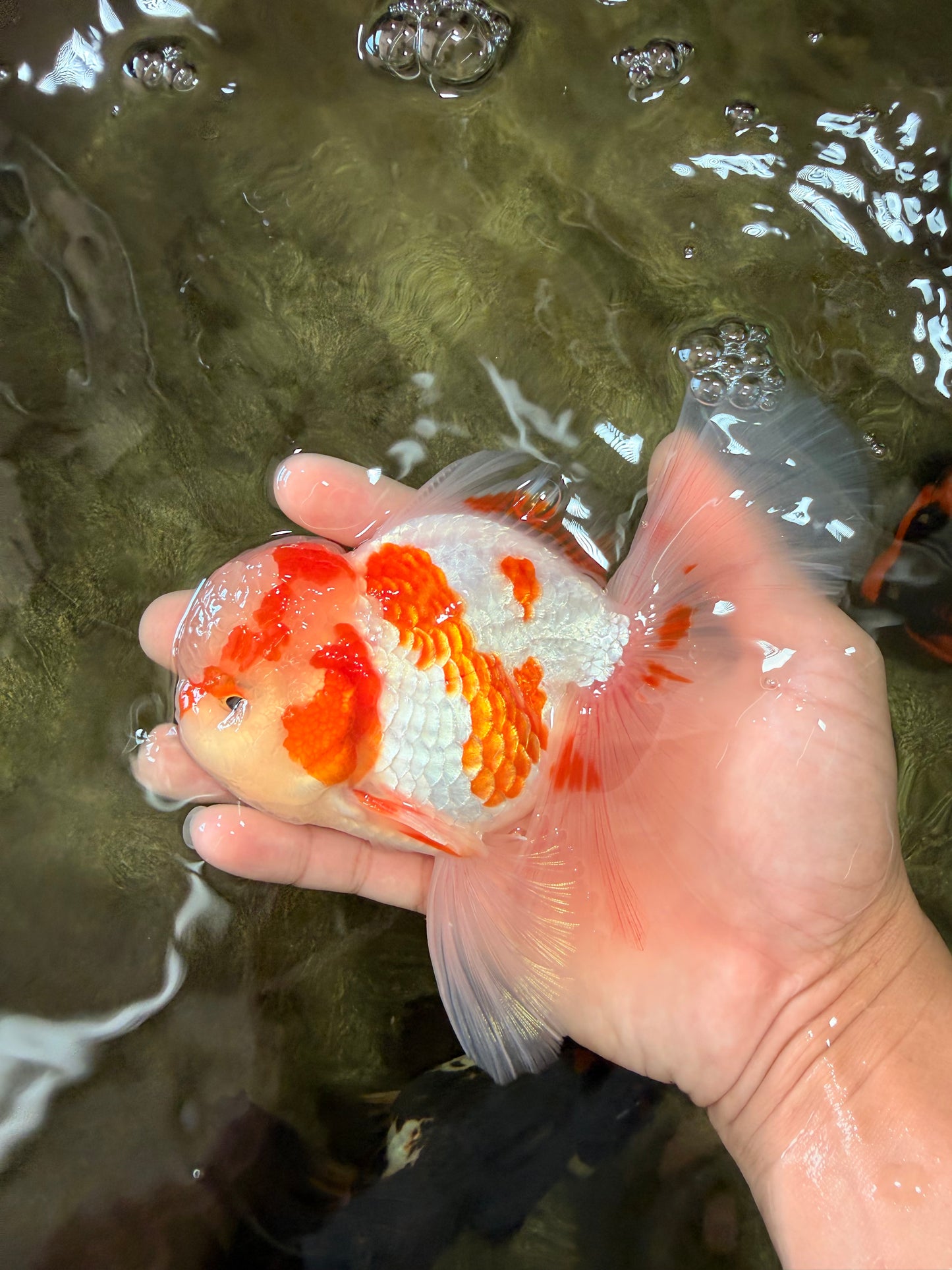 A  Grade Kohaku Red White Oranda Male 5.5-6 inches #082126OR_06