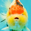 UNIQUE AAA Grade Tancho White Tiger Yuanbao Male 5-5.5 inches #092526YB_09