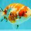SPECIAL A Grade Kohaku Diamond Scale Sakura Ranchu Female 5.5-6 inches #100926RC_33