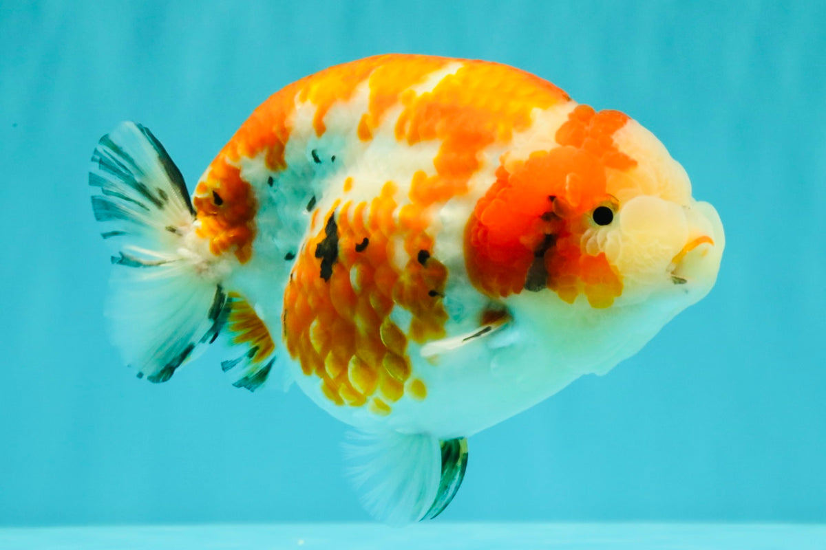 SPECIAL A Grade Kohaku Diamond Scale Sakura Ranchu Female 5.5-6 inches #100926RC_33