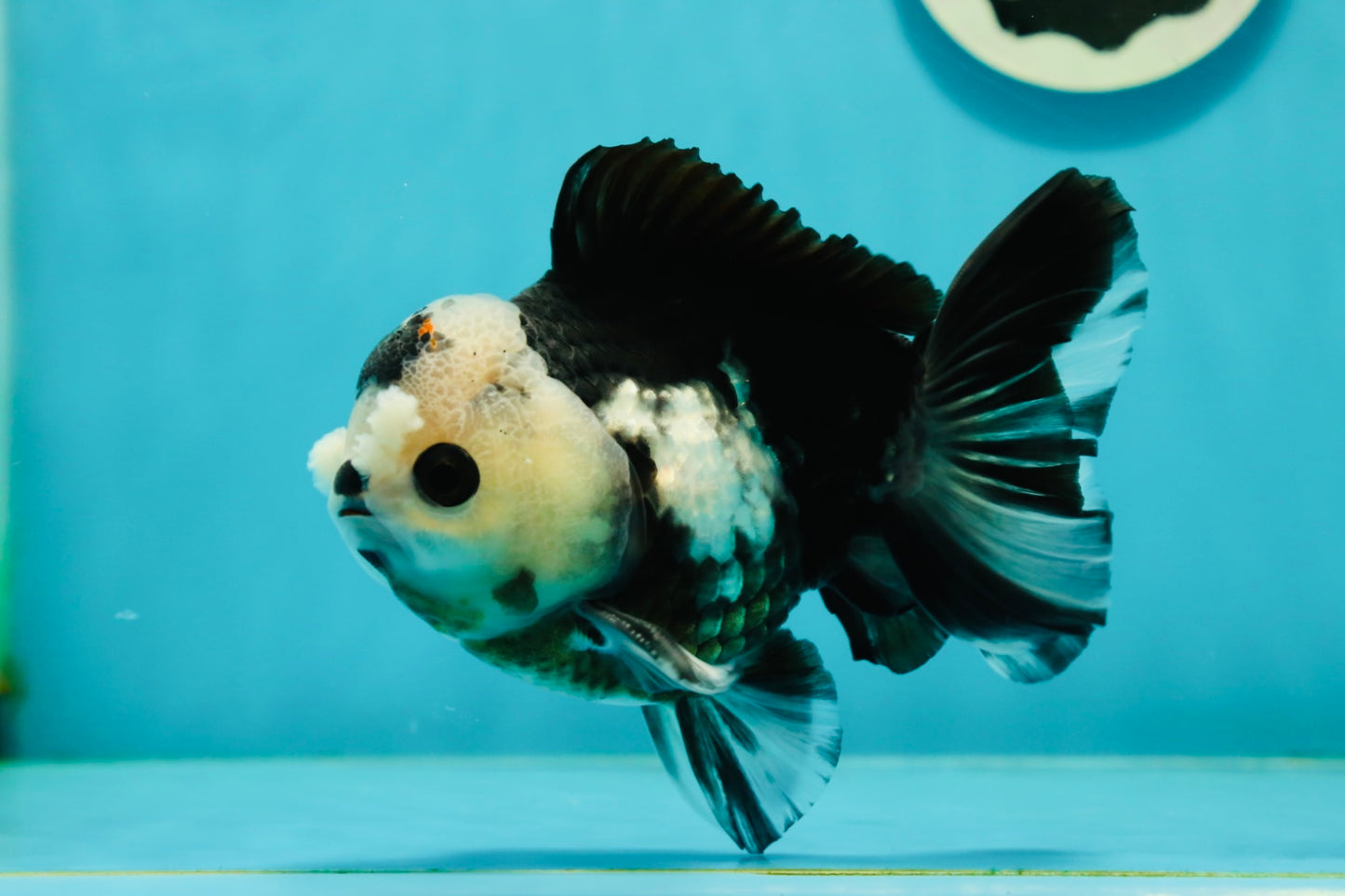 Witch Panda Pompom Button Eyes Oranda Male 4.5-5 inches #110124OR_22