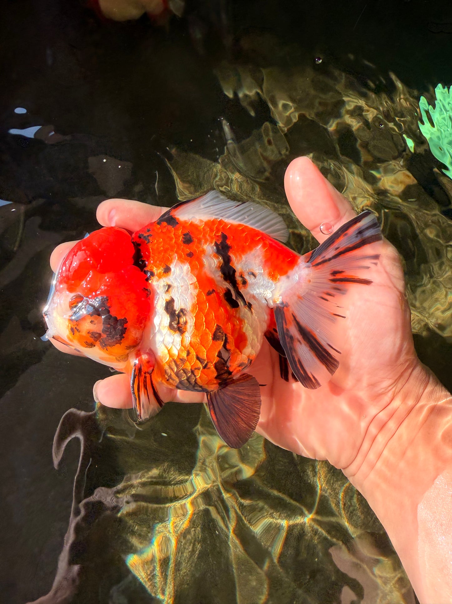 Tricolor Tiger Yuanbao Female 5.5 inches #030626YB_13