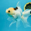 A Grade Tricolor Oranda Female 6 inches #112924OR_12