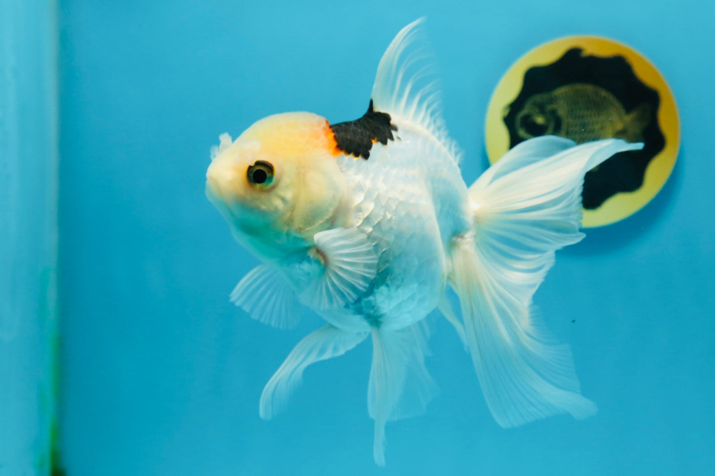 A Grade Tricolor Oranda Female 6 inches #112924OR_12