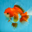 AAA Grade THICK BODY Red White Oranda Male 5.5 inches #082225OR_14
